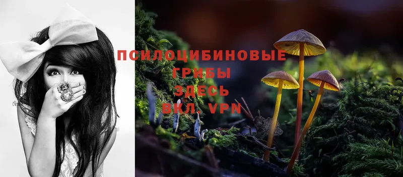 где продают   Губкинский  Галлюциногенные грибы Psilocybe 